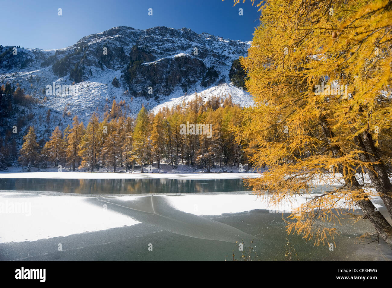 Autumnal larch trees on Palpuogna lake, snow, Berguen, Grisons, Switzerland, Europe Stock Photo