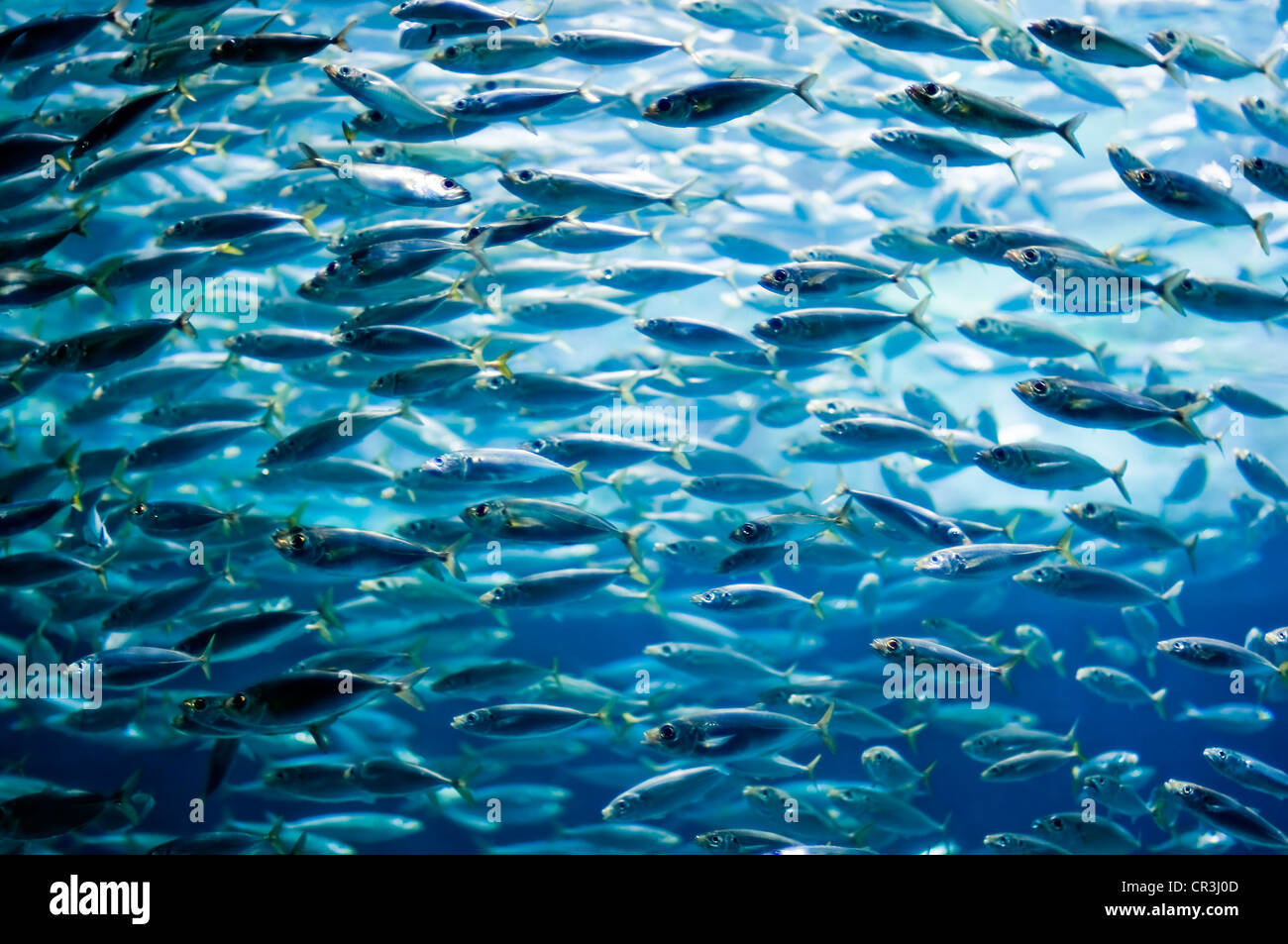 Shoal of sardines, European pilchard (Sardina pilchardus) Stock Photo