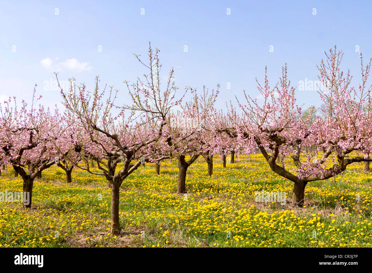 Peach tree orchard, peach tree (Malum persicum), Suedpfalz, Southern Palatinate, Rhineland-Palatinate, Germany, Europe Stock Photo