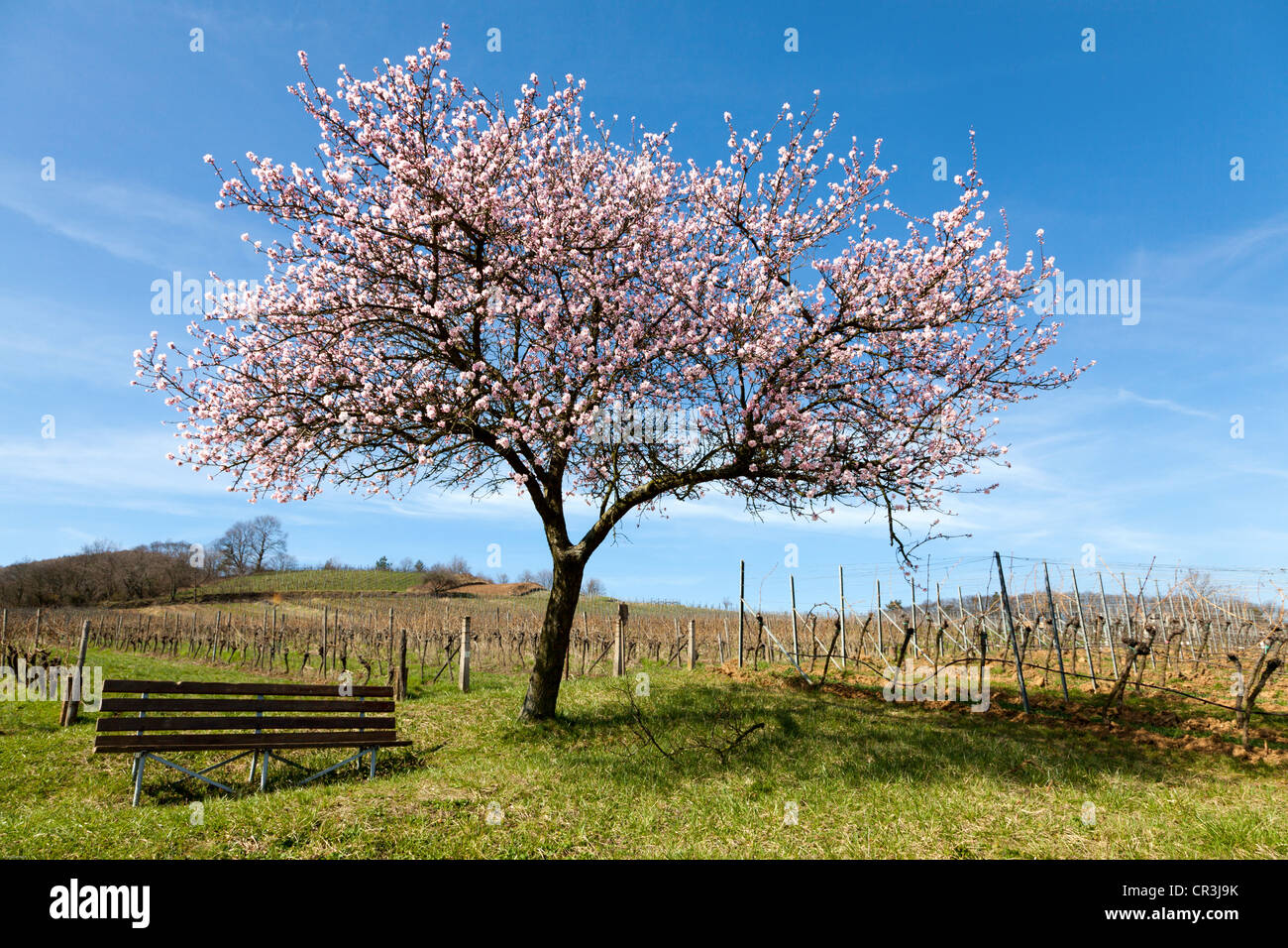 Almond tree blossom, almond tree (Prunus dulcis), Suedpfalz, Southern Palatinate, Pfalz, Rhineland-Palatinate, Germany, Europe Stock Photo