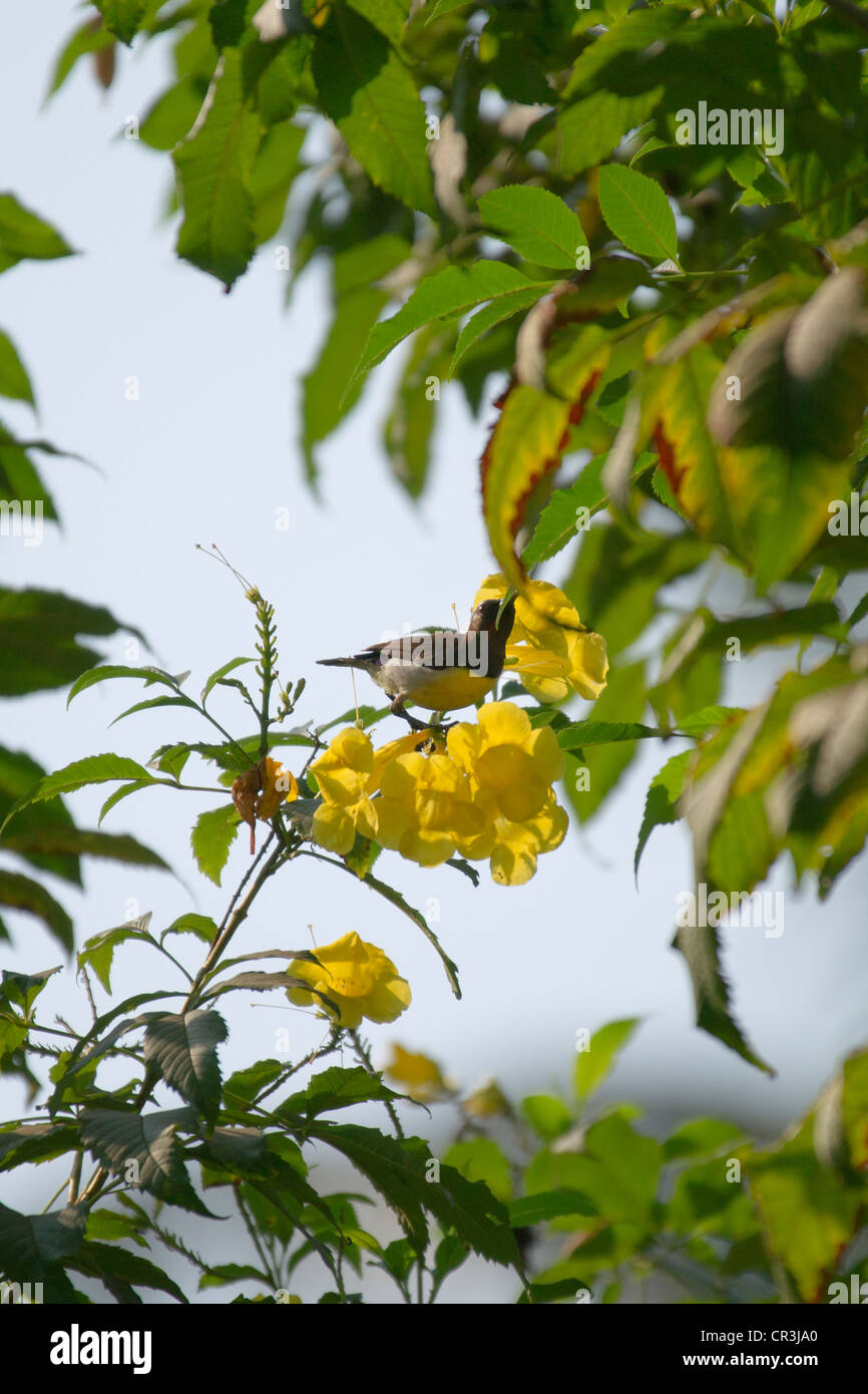 The Purple-rumped Sunbird (Leptocoma zeylonica) is a sunbird endemic to the Indian Subcontinent. Stock Photo