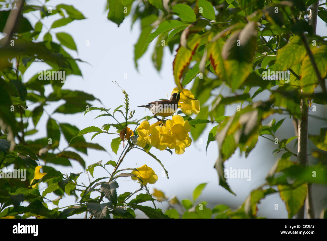 The Purple-rumped Sunbird (Leptocoma zeylonica) is a sunbird endemic to the Indian Subcontinent. Stock Photo