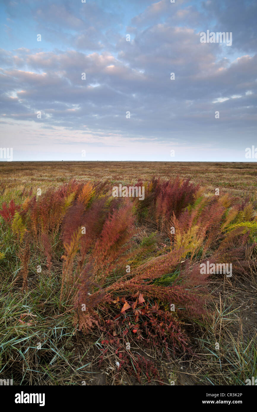 A colourful plant on the edge of the Saltmarshes at Burnham overy Staithe, Norfolk, England Stock Photo