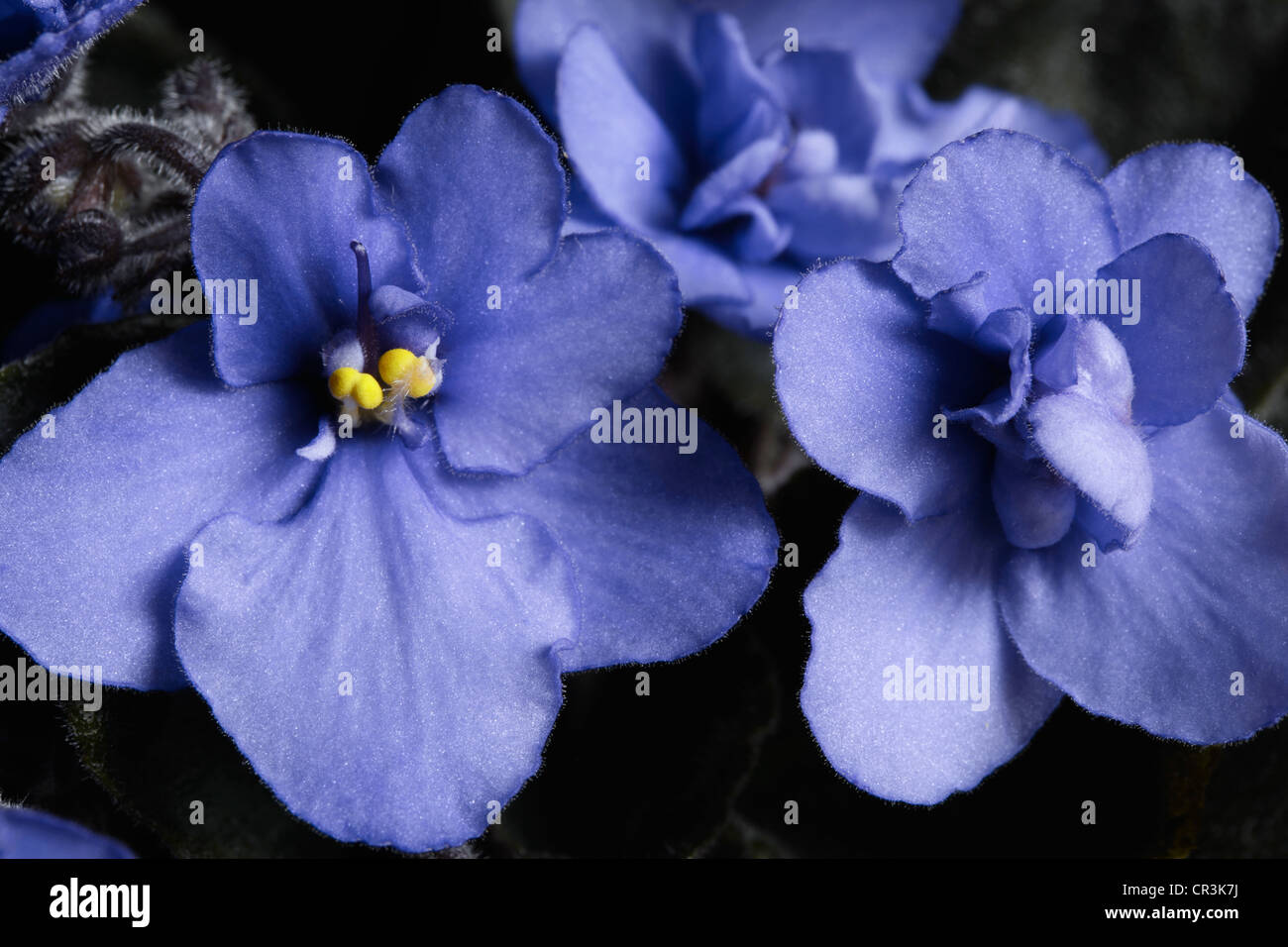 Blue African violet Saintpaulia Stock Photo