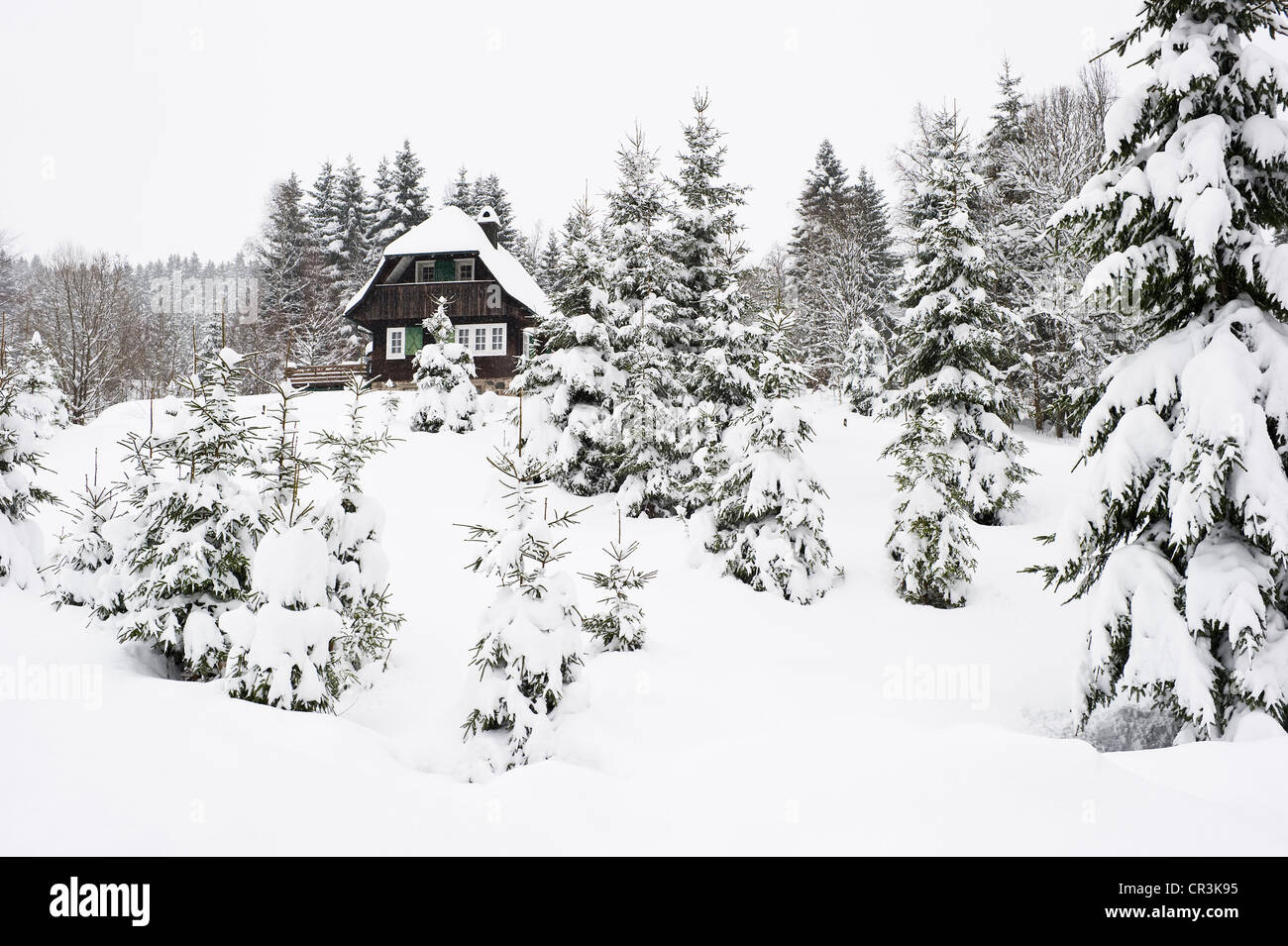 Snowcovered firs and lodge at Hinterzarten, Black Forest, Baden