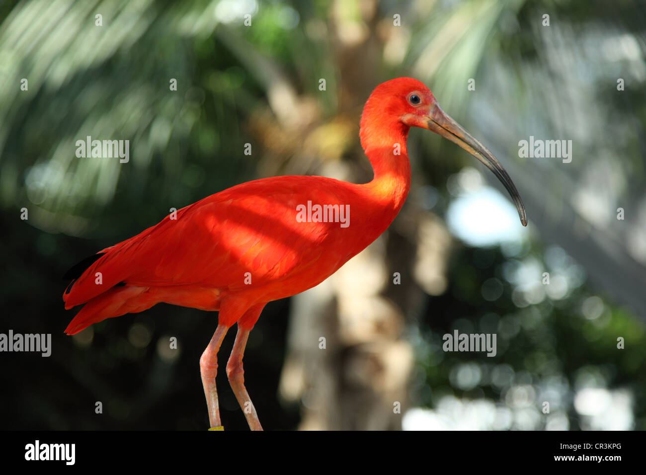 Scarlet Ibis bird Stock Photo