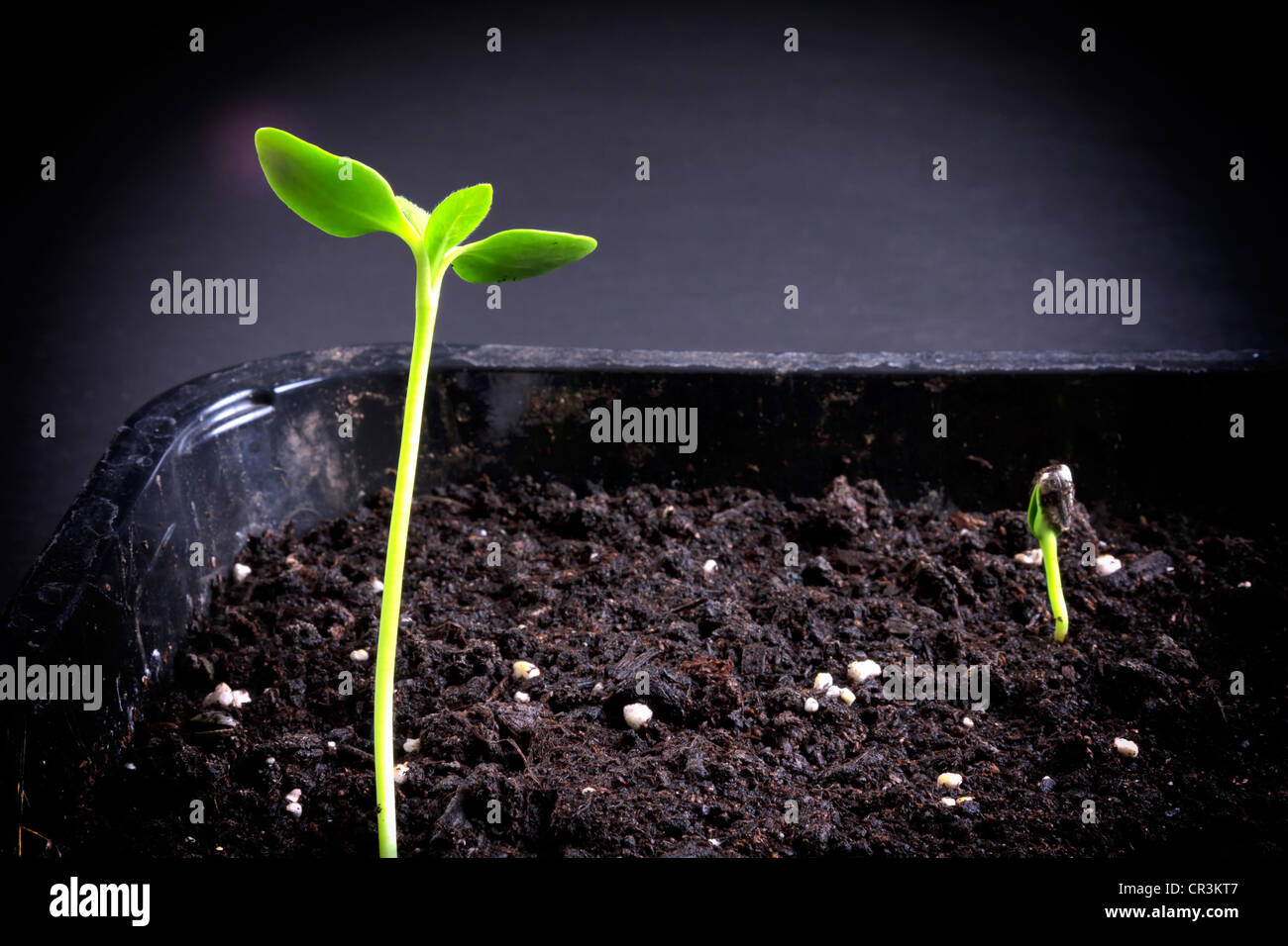Sprouting sunflower seeds Stock Photo Alamy