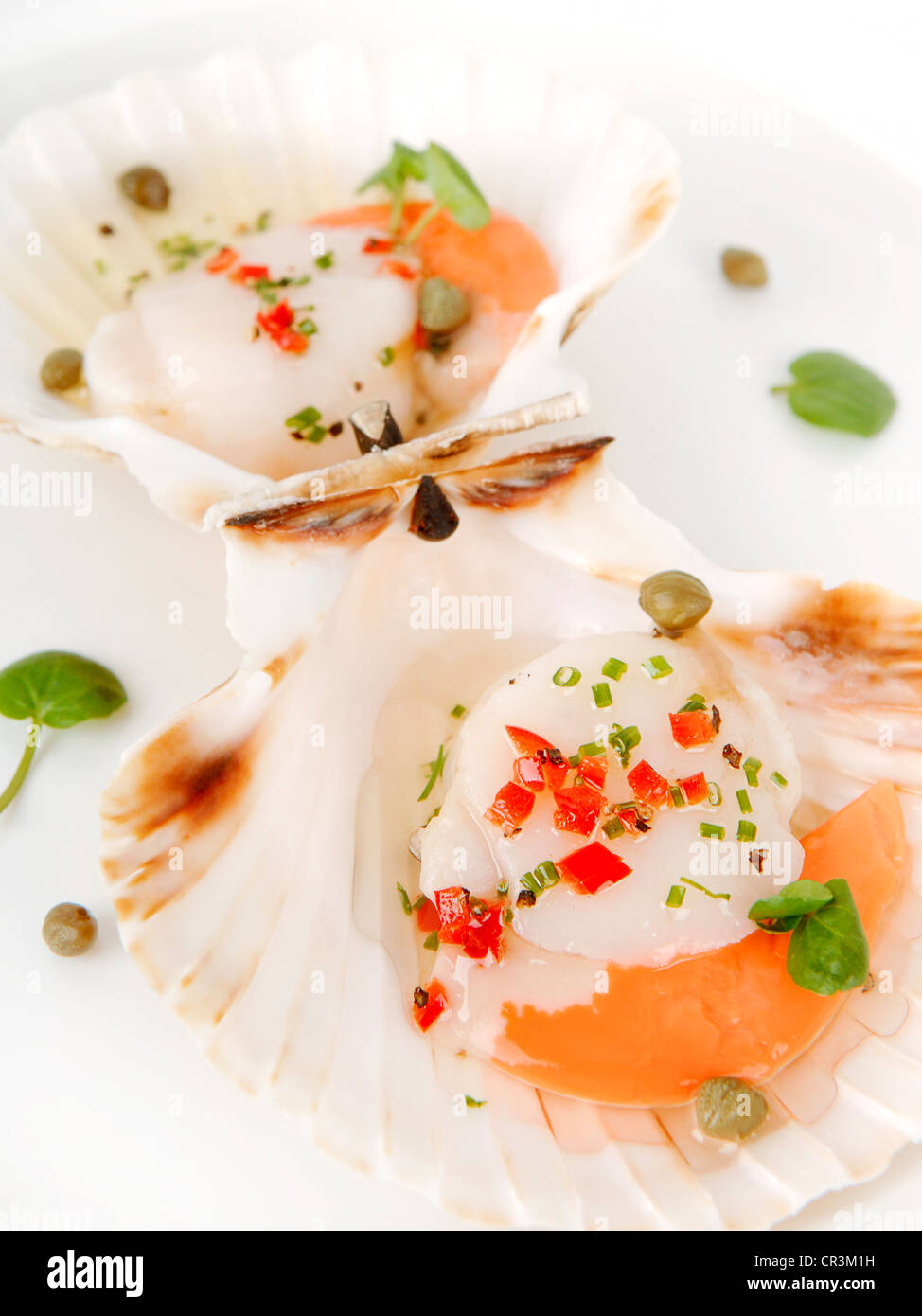 Scallops in shell Stock Photo Alamy