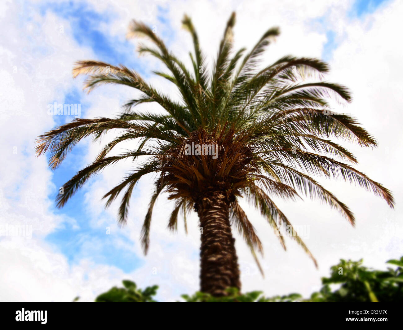 Palm (Arecaceae, Palmae), out of focus Stock Photo