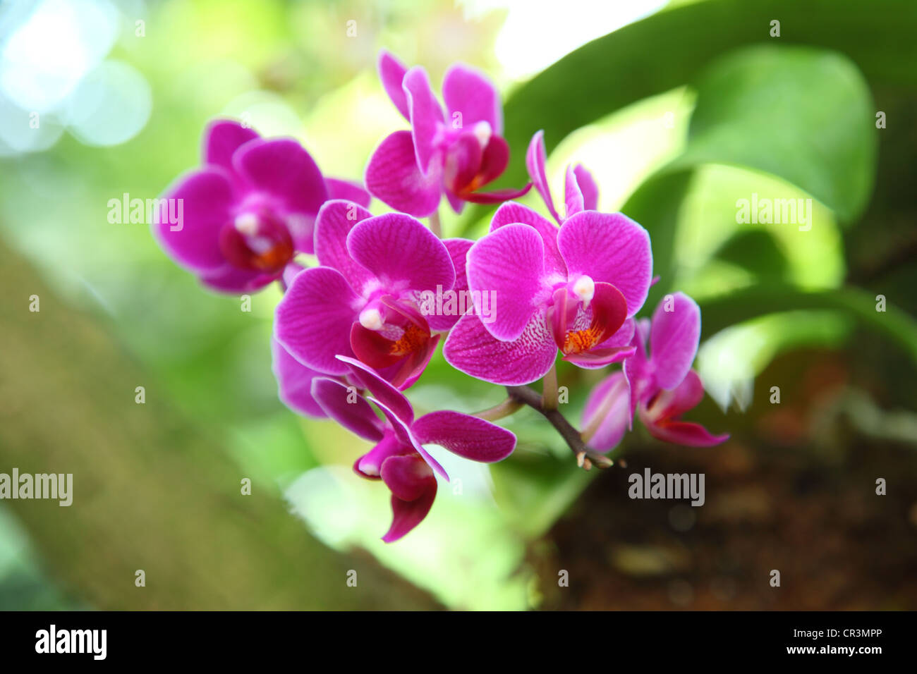Bright Pink Orchids Stock Photo