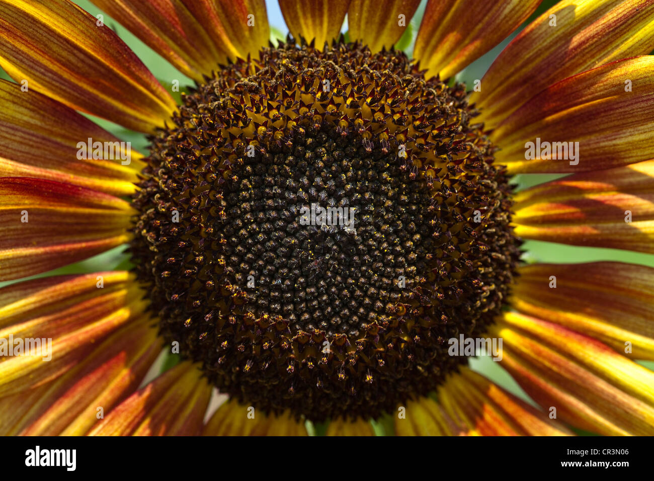 France, Dordogne, Perigord, capitulum of sunflower (Helianthus annuus) Stock Photo