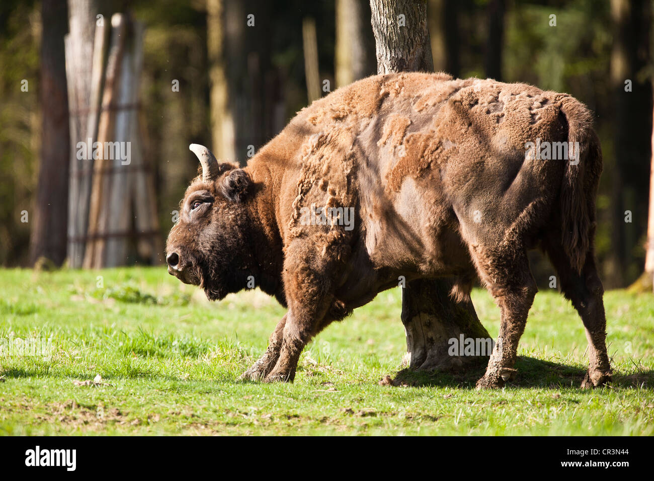 Wisent or European bison (Bison bonasus) Stock Photo