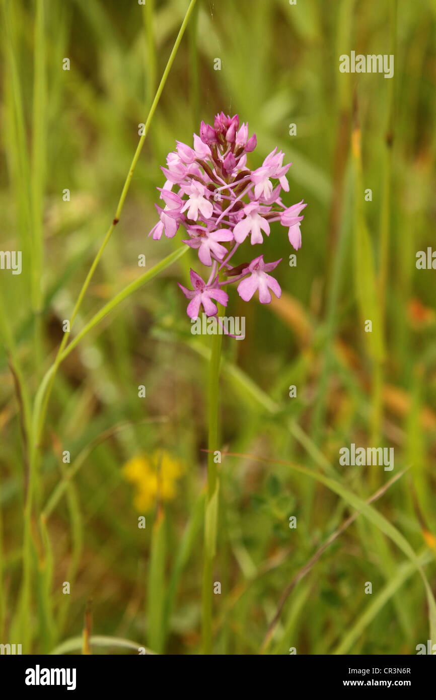 Fragrant Orchid (Gymnadenia conopsea) Pink orchid Stock Photo