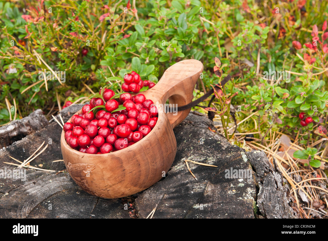 Freshly picked cranberries in a small wooden bowl, Norway, Scandinavia, Europe Stock Photo