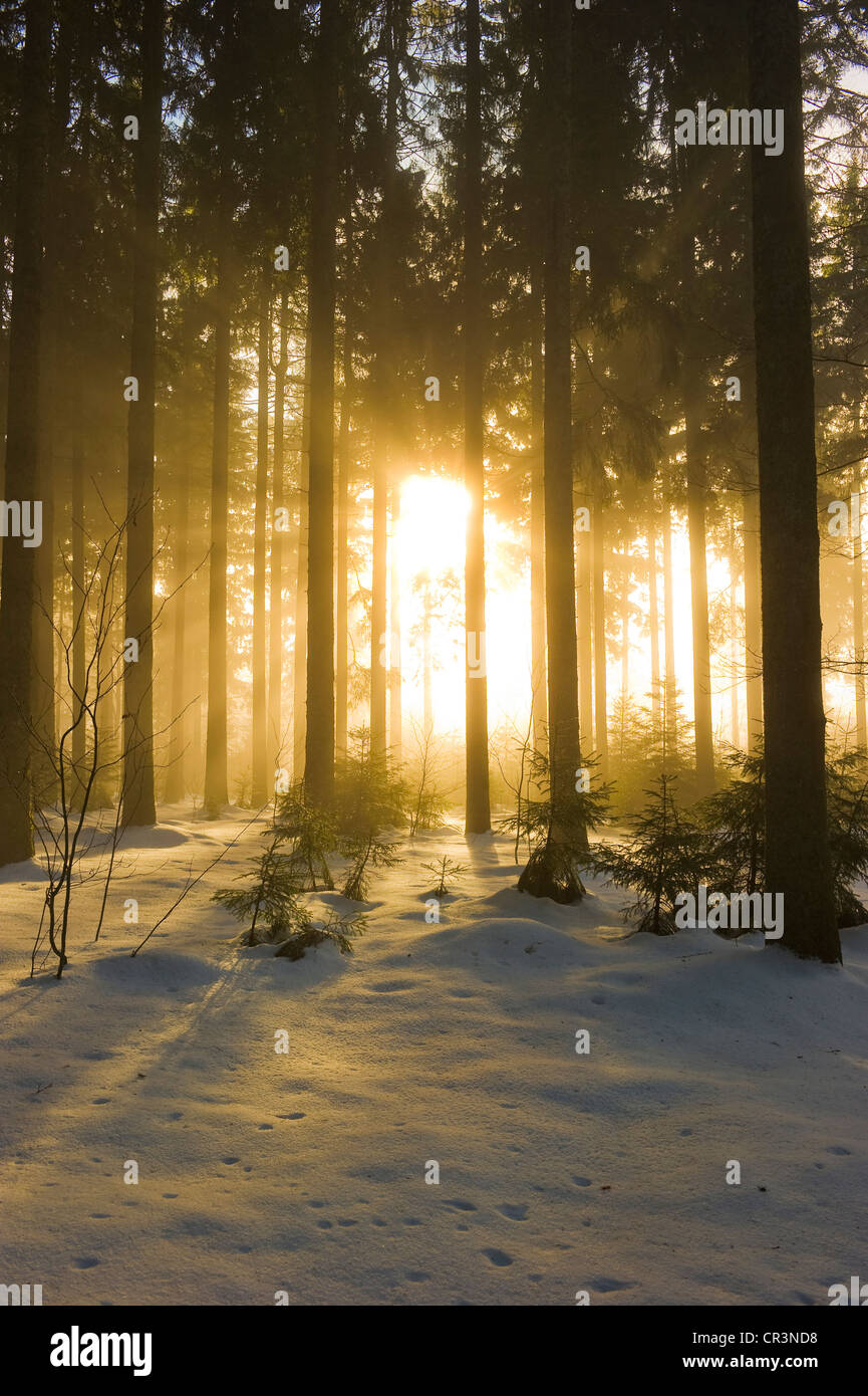 Snowy pine forest near St Peter, Black Forest, Baden-Wuerttemberg, Germany, Europe Stock Photo