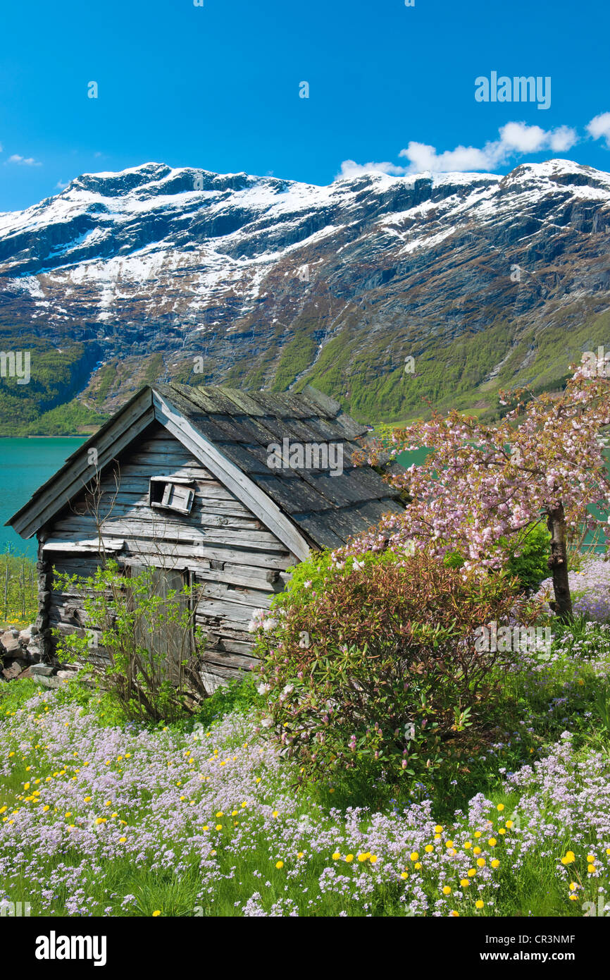 Old cabin, apple tree, Lofthus, Hardangerfjord, Norway, Europe Stock Photo