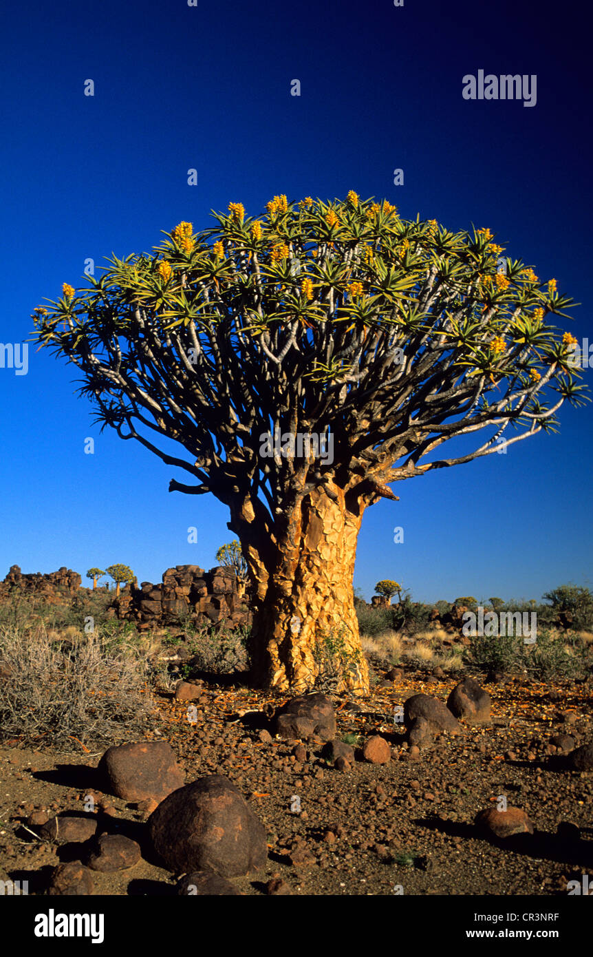 Namibia, Karas Region, Keetmanshoop, forest of kokerbooms or Quiver trees (Aloe dichotoma) Stock Photo