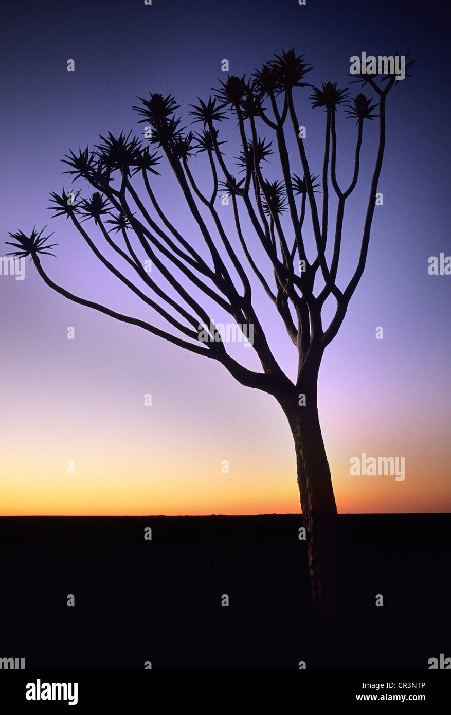 Namibia, Karas Region, Keetmanshoop, kokerboom or Quiver tree (Aloe dichotoma)at sunset Stock Photo