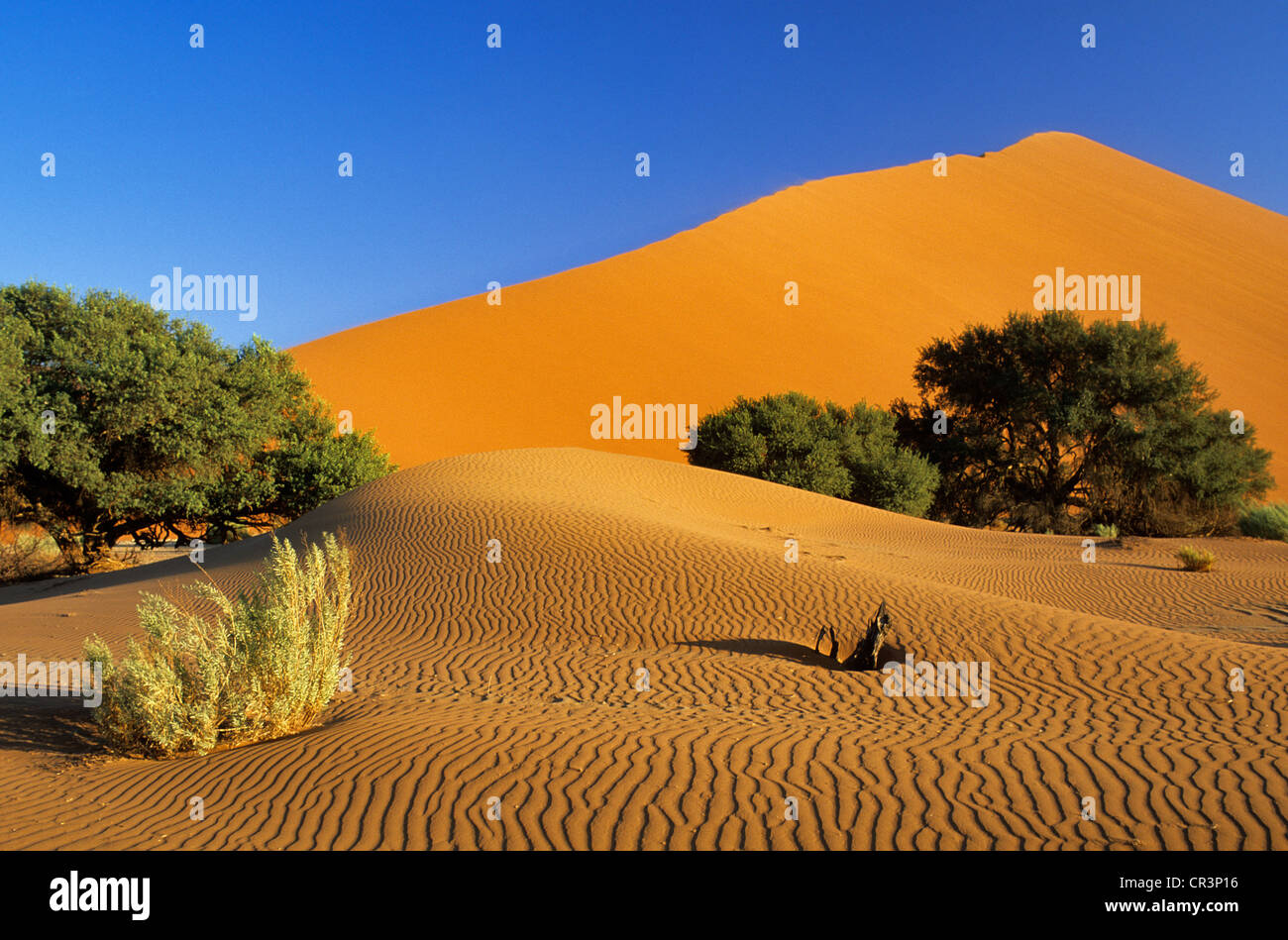 Namibia, Hardap Region, Namib desert, Namib Naukluft National Park ...