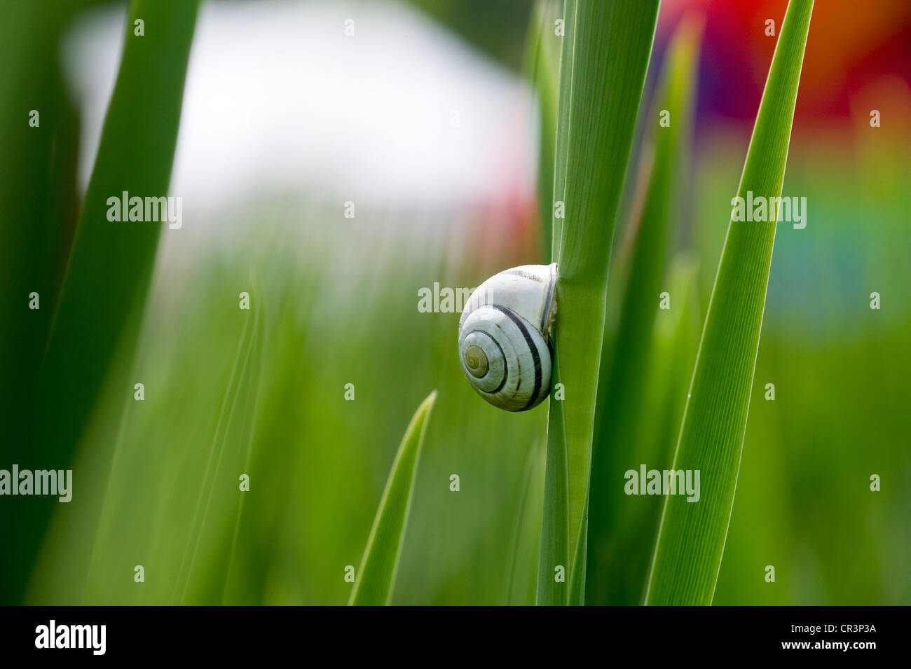 Cepaea snail on blade of reed Stock Photo