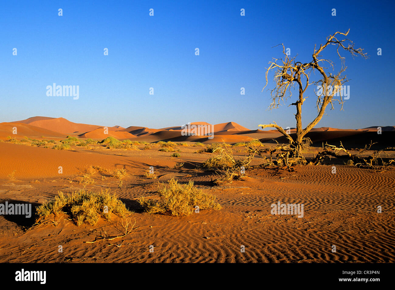 Namibia, Hardap Region, Namib desert, Namib Naukluft National Park ...