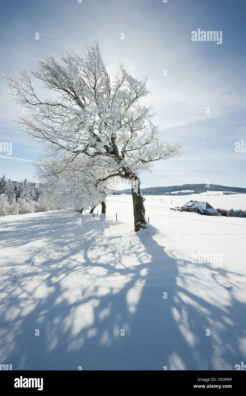 Snowy beeches Mt. Schauinsland near Freiburg im Breisgau, Baden-Wuerttemberg, Germany, Europe Stock Photo