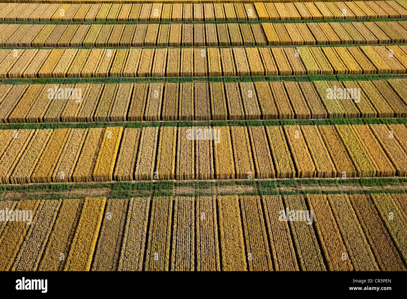 France, Eure, Cesseville, experimental cultivation of wheat (aerial view) Stock Photo