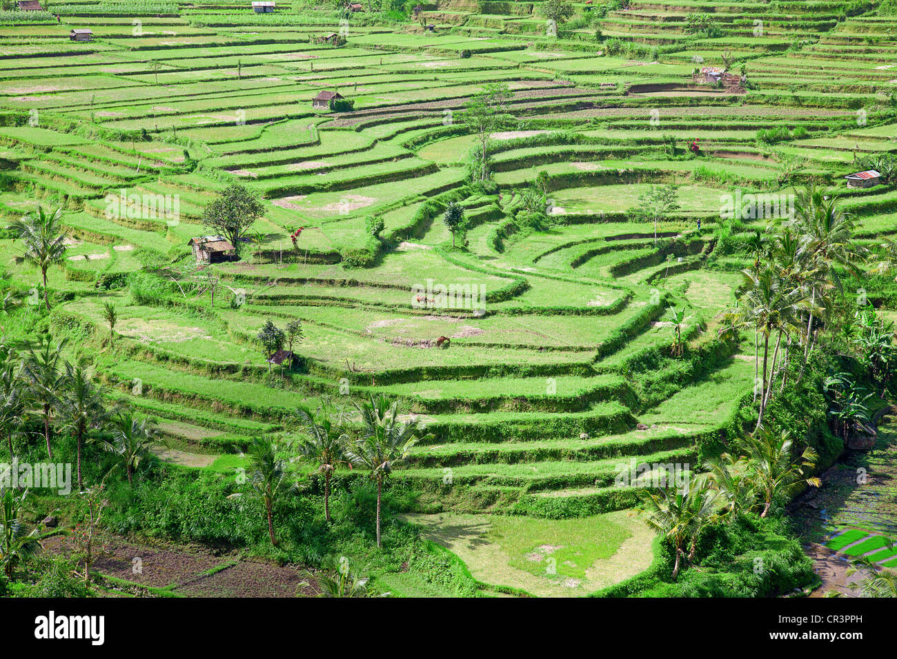 Rice fields, prepared for rice. Bali, Indonesia Stock Photo - Alamy
