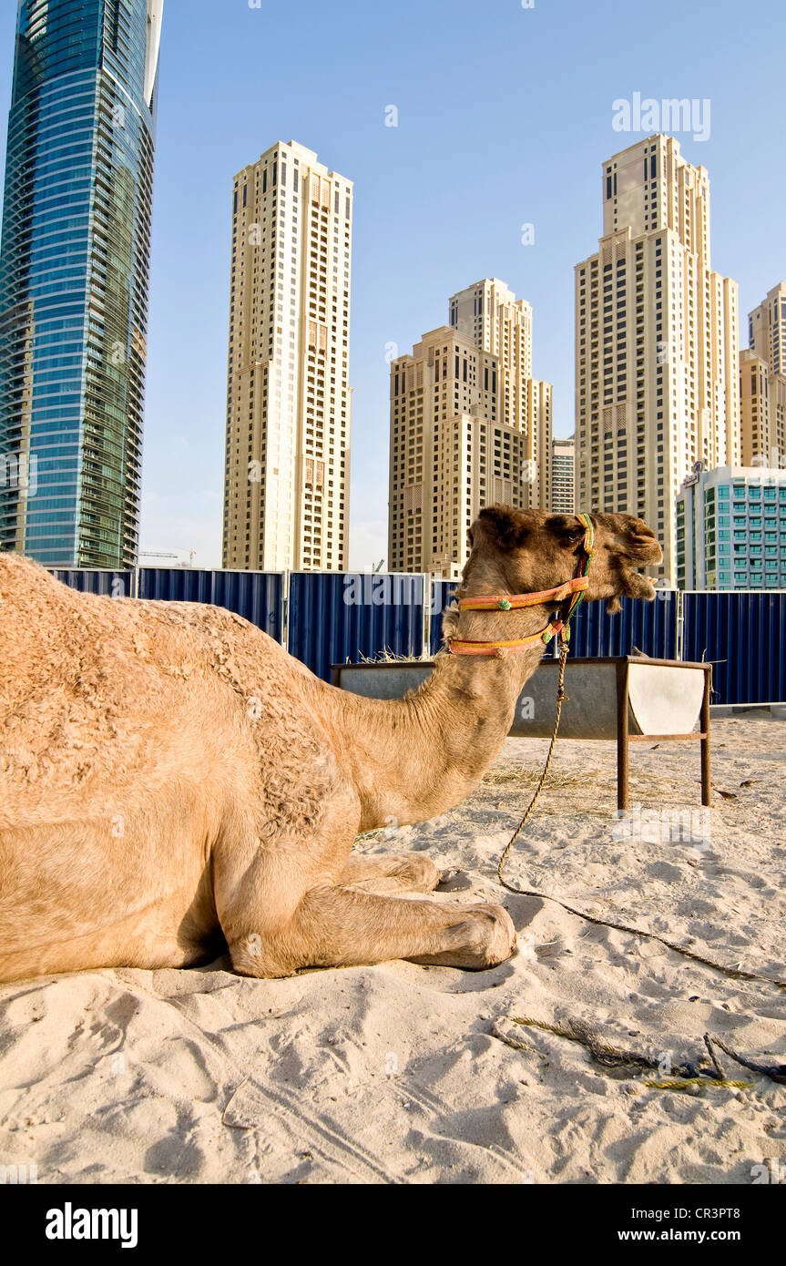 On the beach of Dubai Marina, Dubai, United Arab Emirates, Middle East Stock Photo
