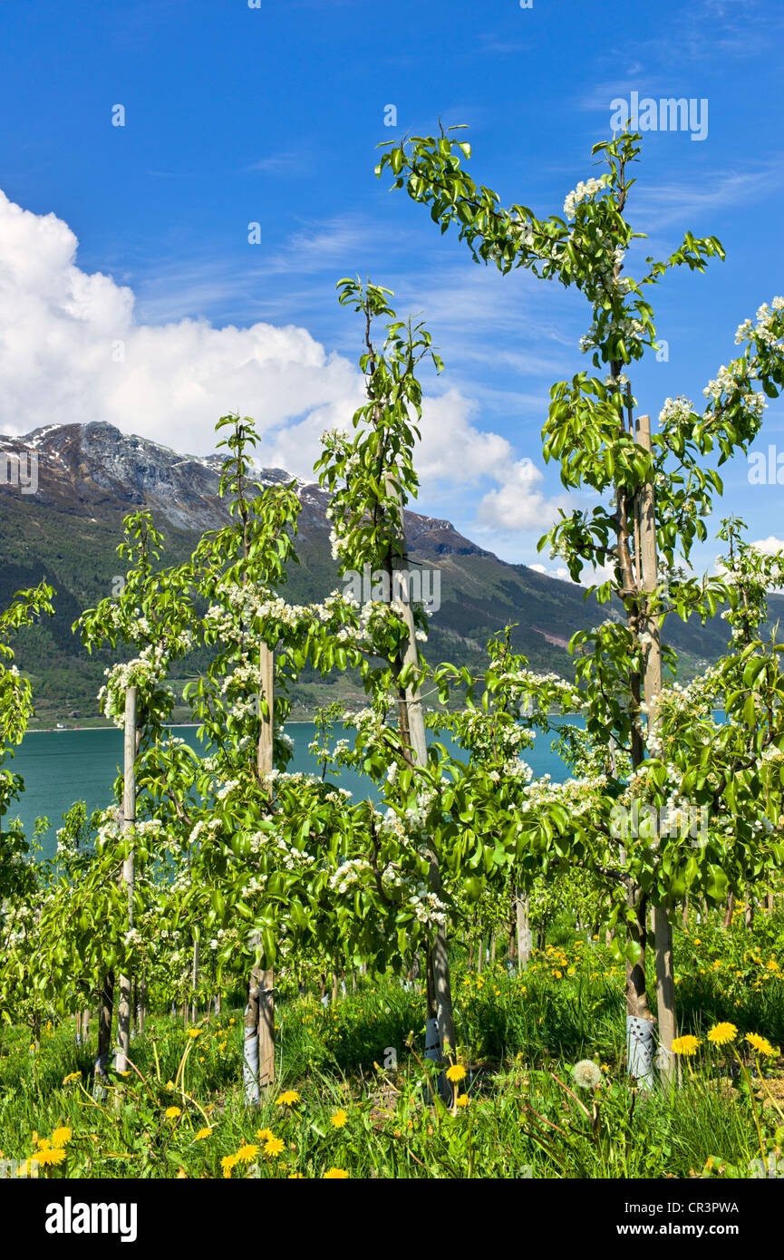 Apple trees growing in Hardanger, Norway, Scandinavia, Europe Stock Photo Alamy