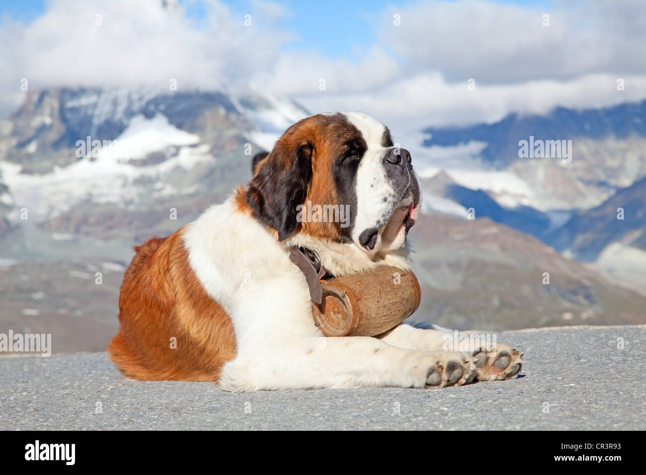 St. Bernard Dog with keg ready for rescue operation Stock Photo - Alamy