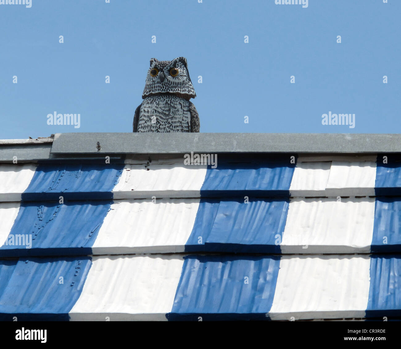 Owl on the roof Stock Photo