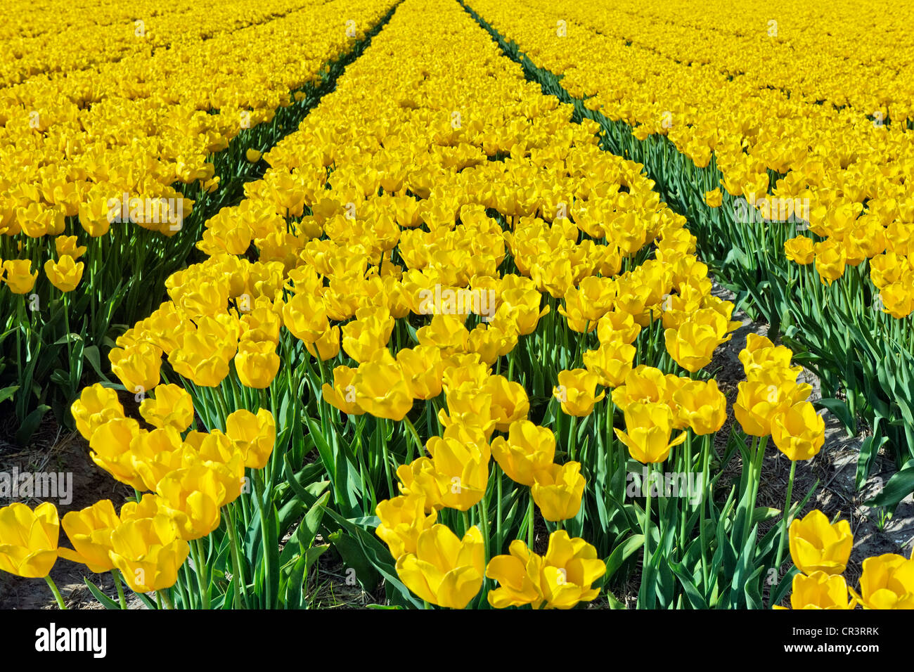 Tulip field holland hi-res stock photography and images - Alamy