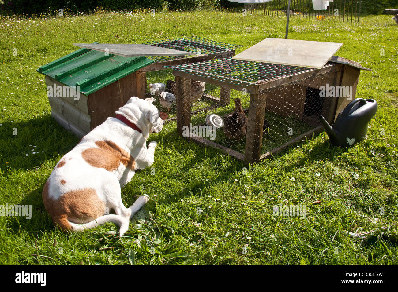Large farm dog watching over baby chicken chicks, Hampshire, England. Stock Photo