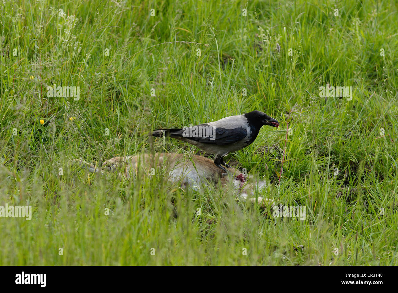 Hooded crow scavenging a Buzzards kill Stock Photo Alamy