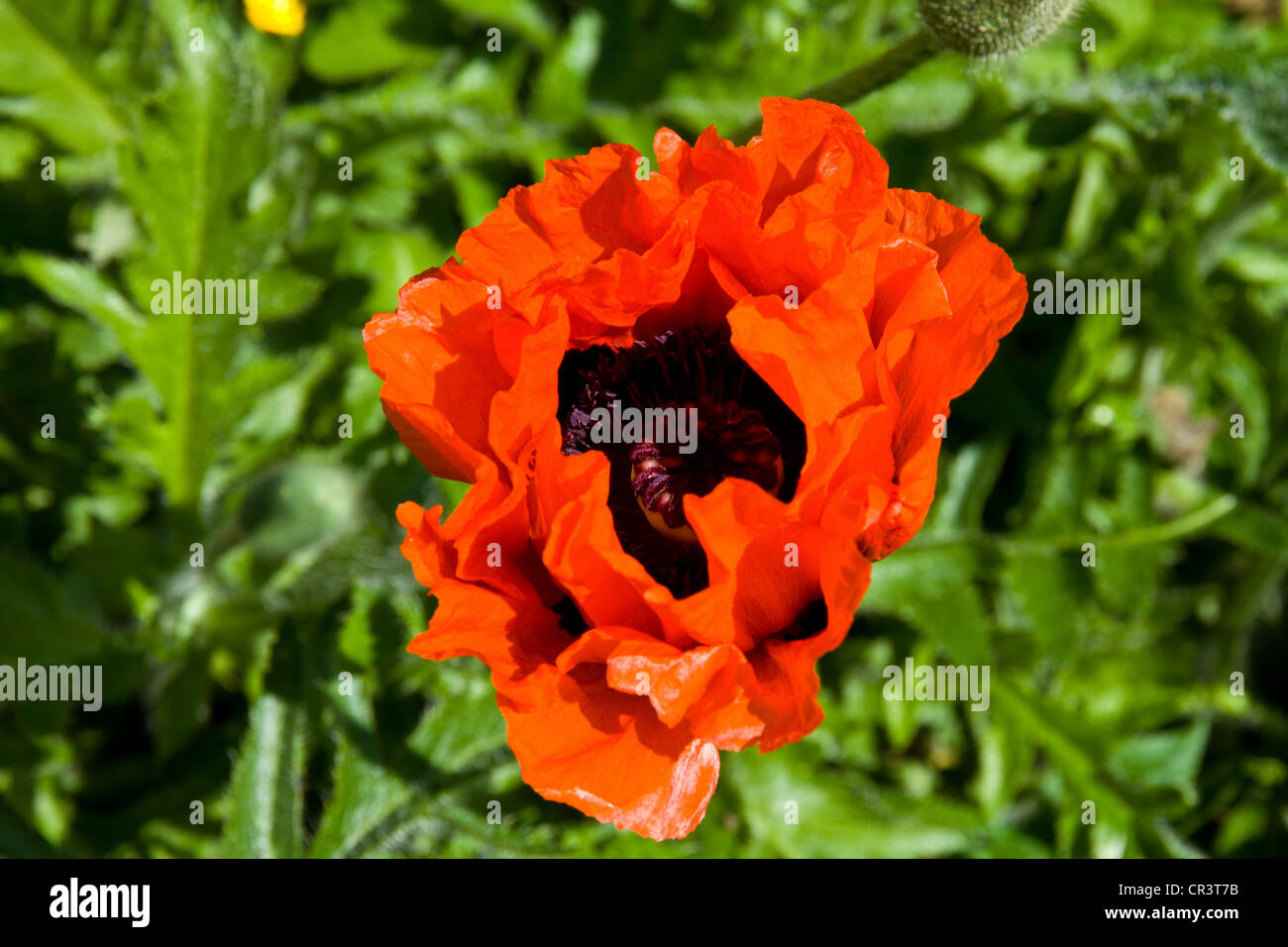 Landscape format poppy image hi-res stock photography and images - Alamy