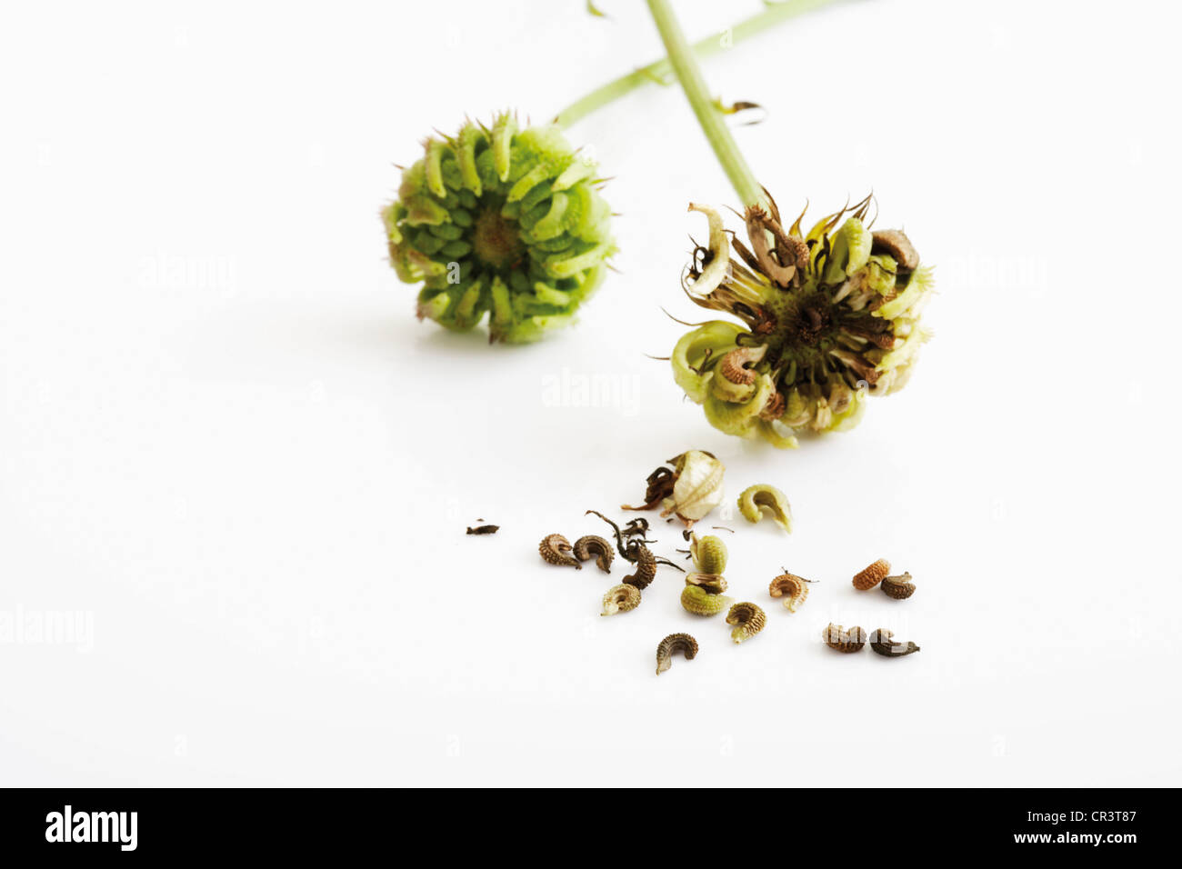 Ringelblume *Crème brulèe* 50 Samen *Calendula officinalis *Marigold seeds 
