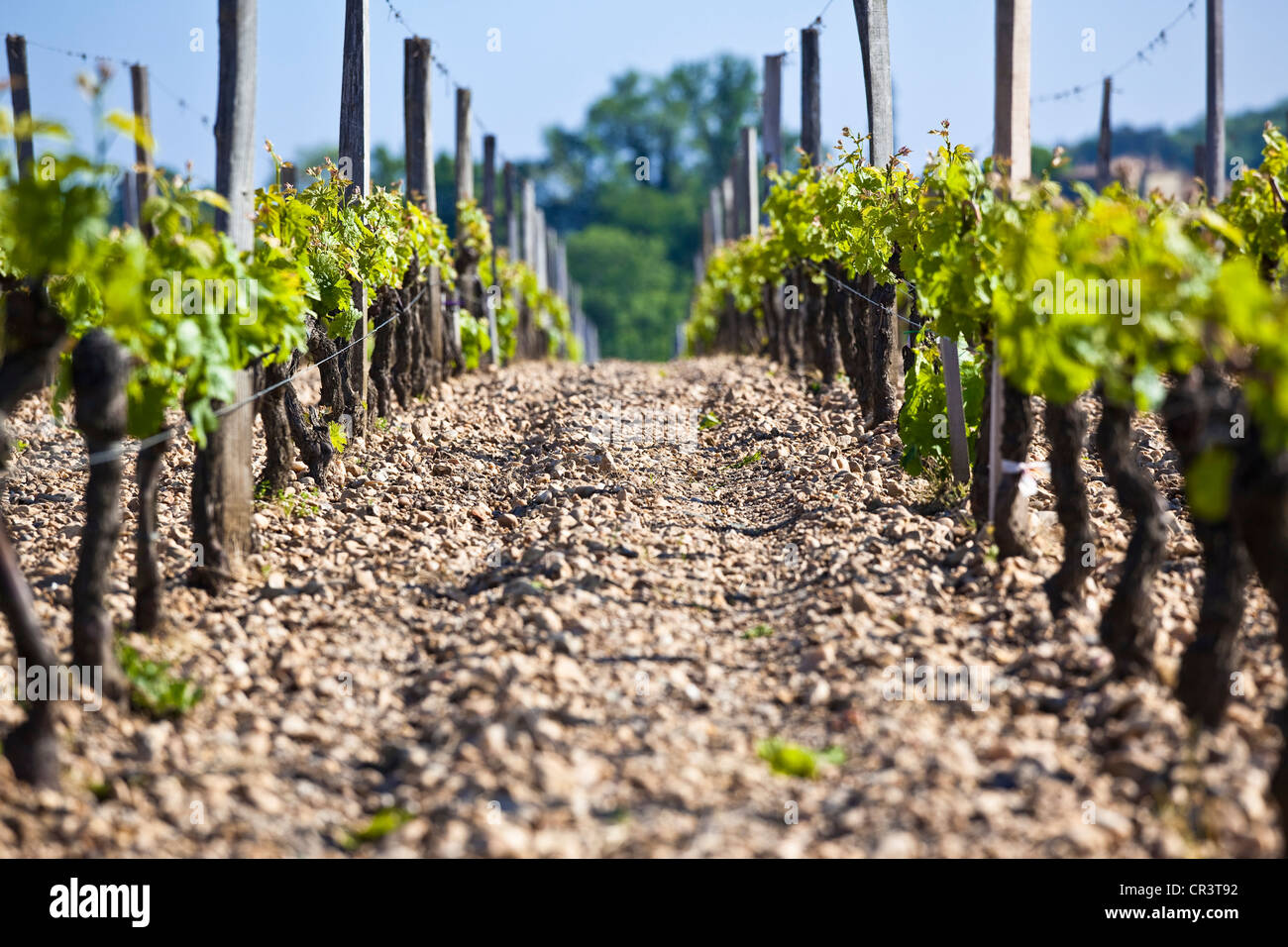 France, Gironde, Pomerol, the vineyard, the vines in Spring, simple Guillot cutting, Graves soil Stock Photo