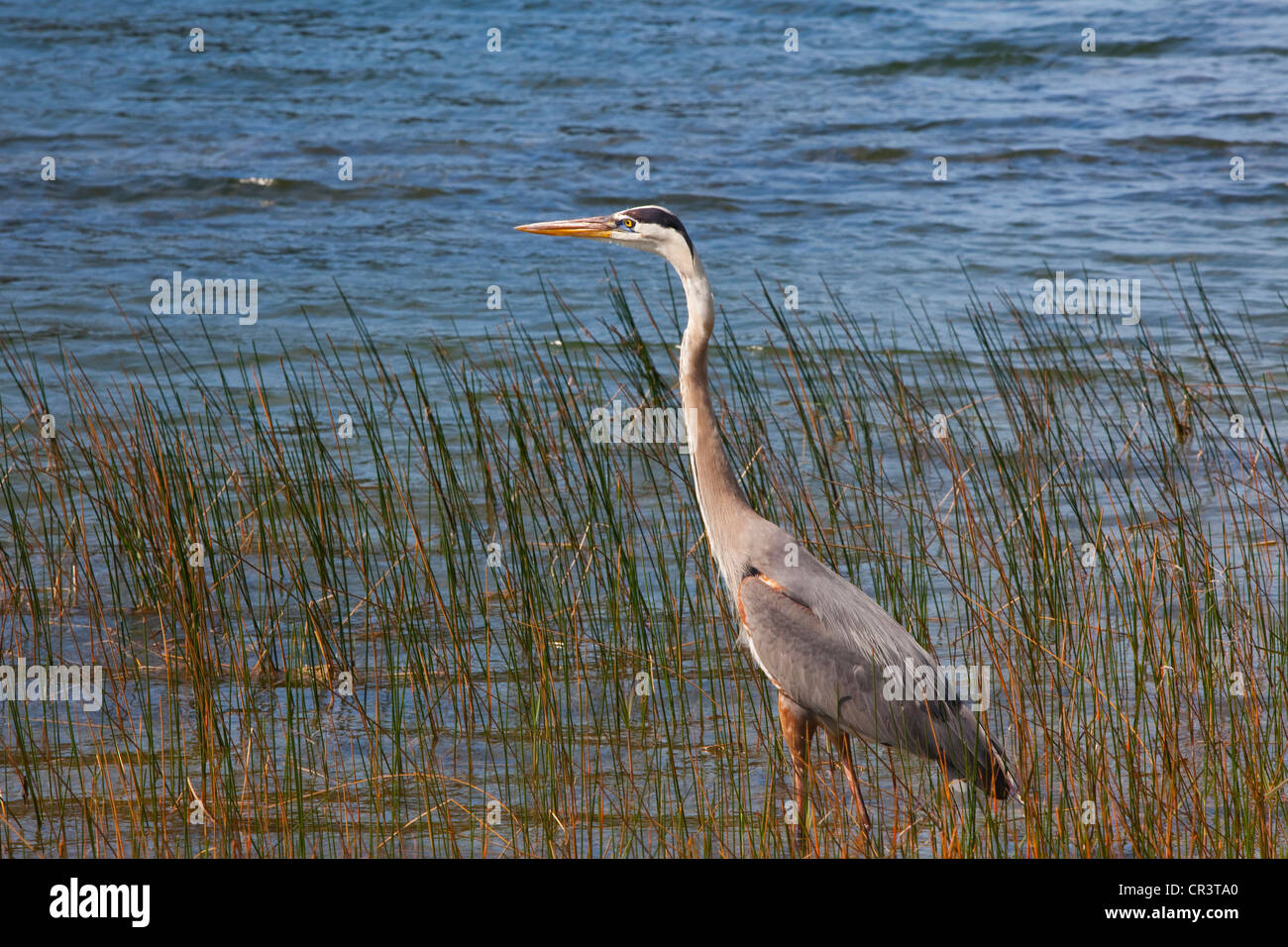Sandhill Crane (Grus canadensis) with late afternoon light, West Palm Beach, Florida, USA Stock Photo