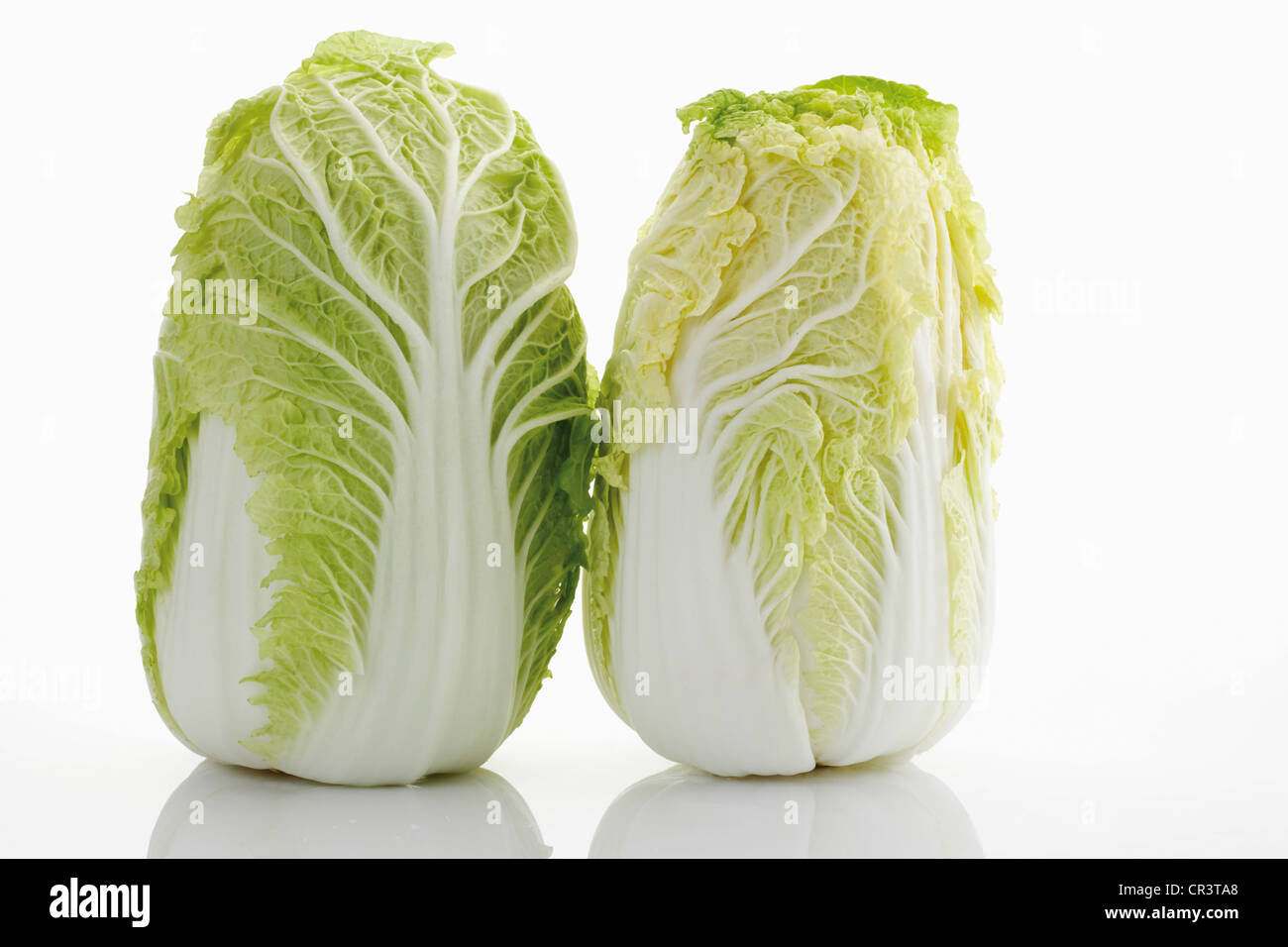 Chinese Cabbage (Brassica rapa pekinensis Stock Photo Alamy