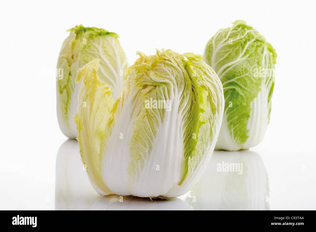 Chinese Cabbage (Brassica rapa pekinensis Stock Photo Alamy