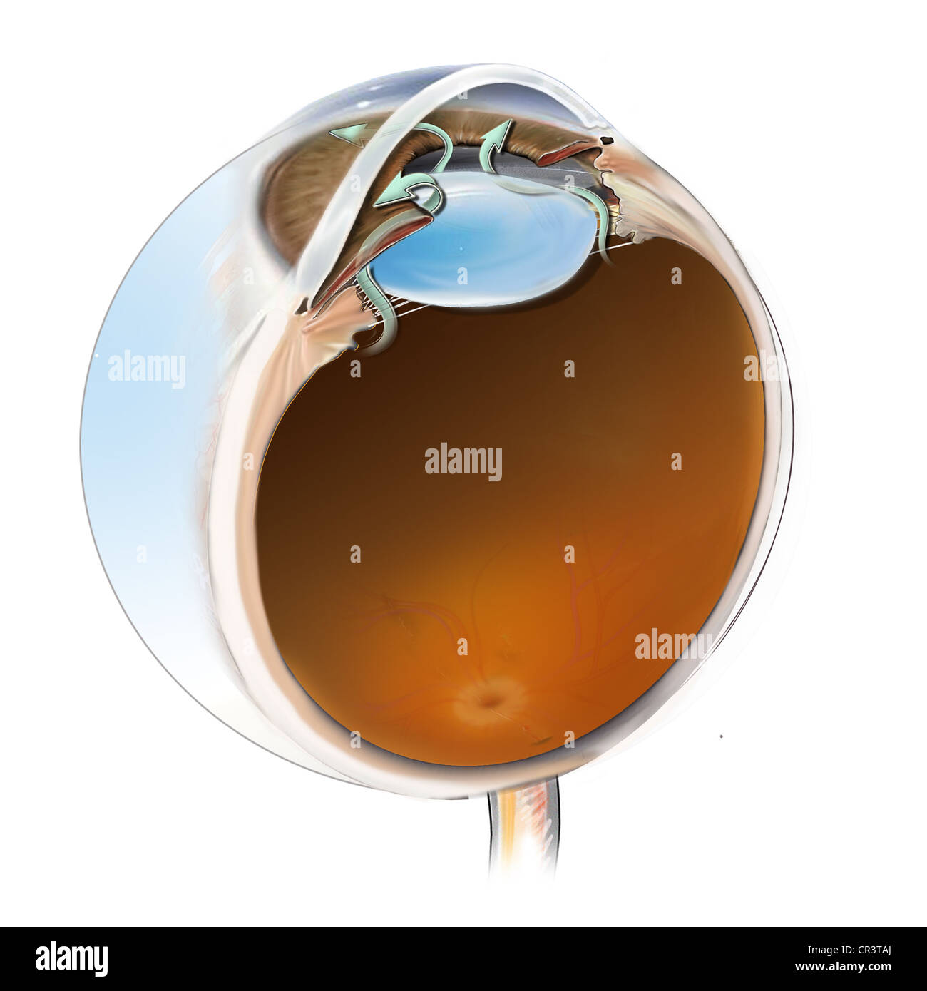 This image illustrates the flow of aqueous humor from the posterior compartment of the eye over the lens to the anterior. Stock Photo
