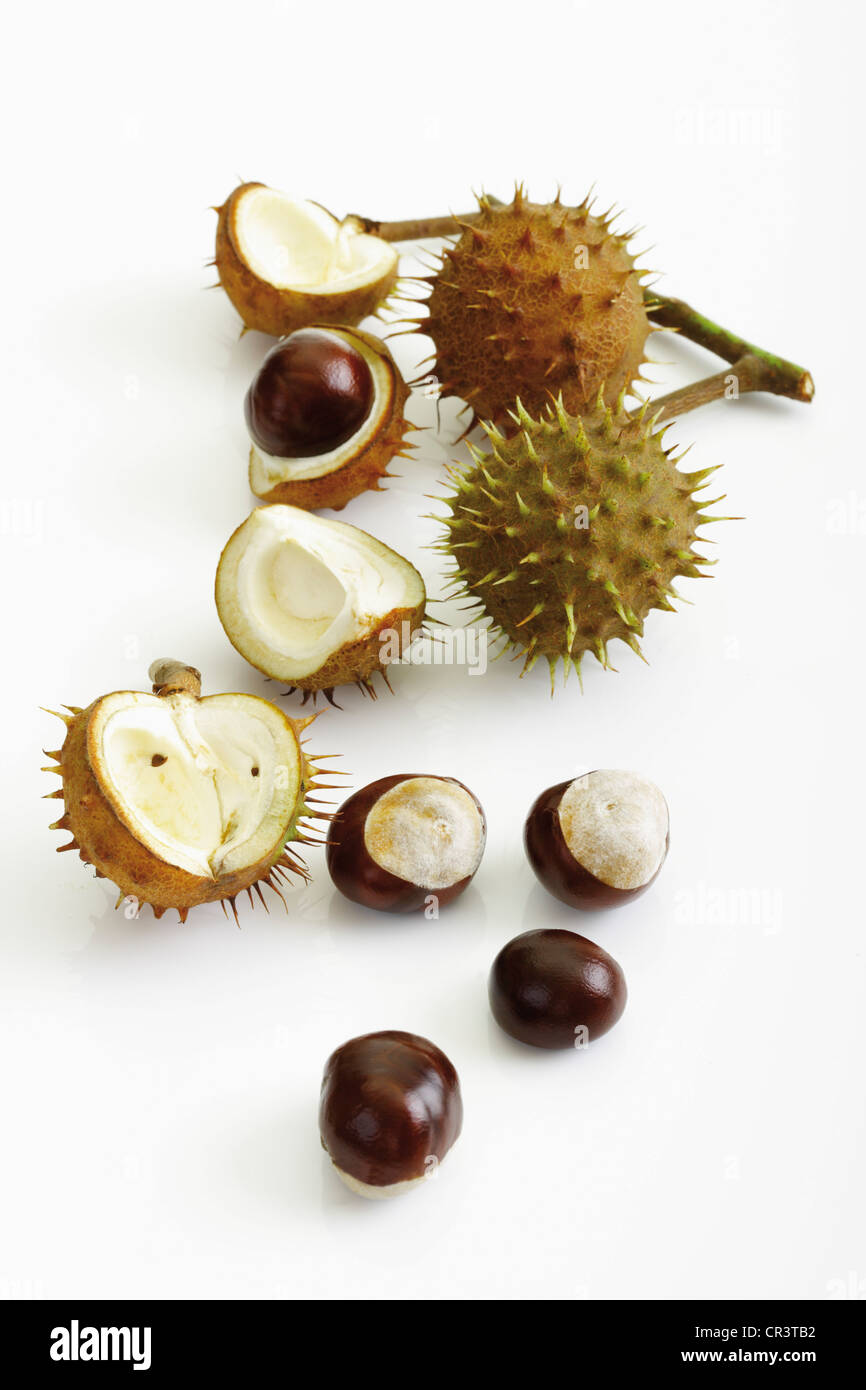 Horse Chestnut Seed Horse Chestnut Seed