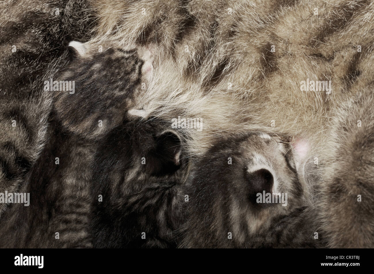 Kittens suckling Stock Photo