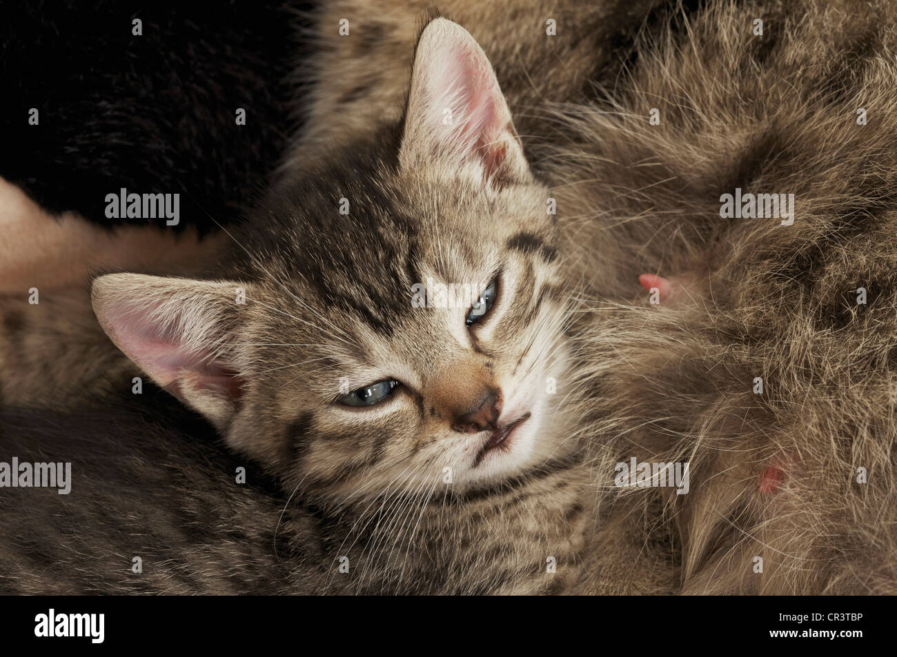 Kitten, head in front of cat's teats Stock Photo