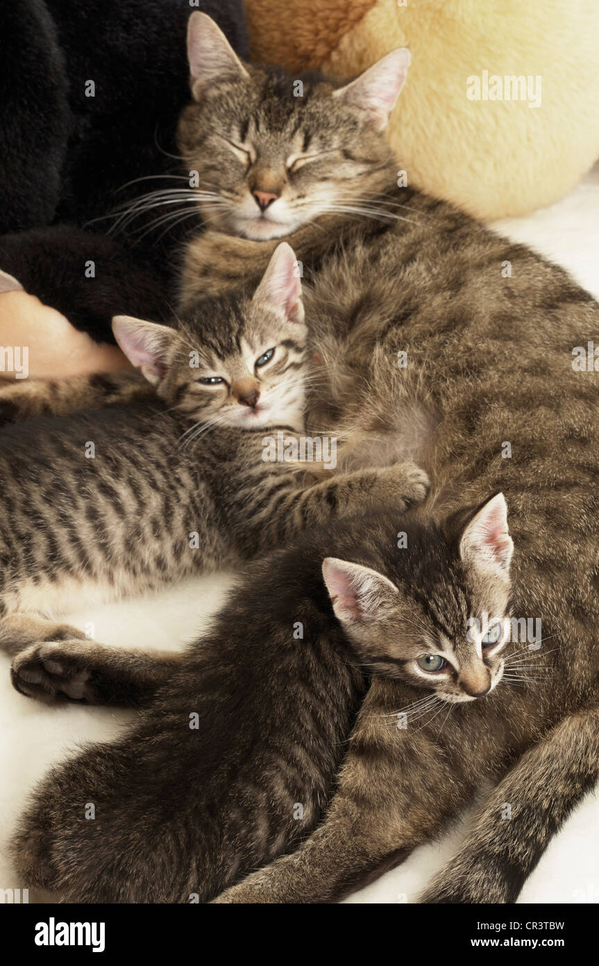 mother-cat-lying-with-her-two-kittens-stock-photo-alamy