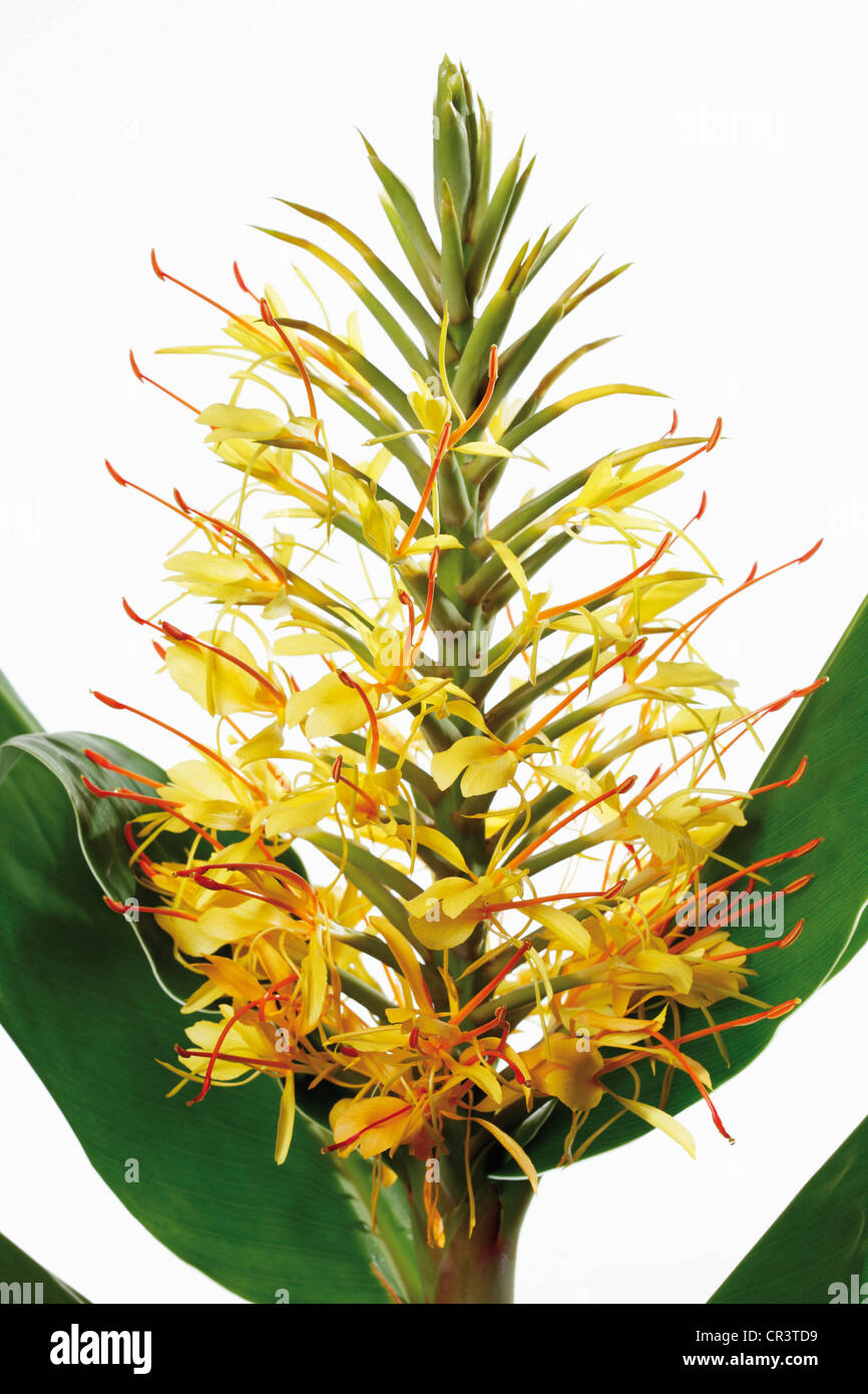 Blossoming Kahili Ginger or Ginger Lily (Hedychium gardnerianum), medicinal plant Stock Photo