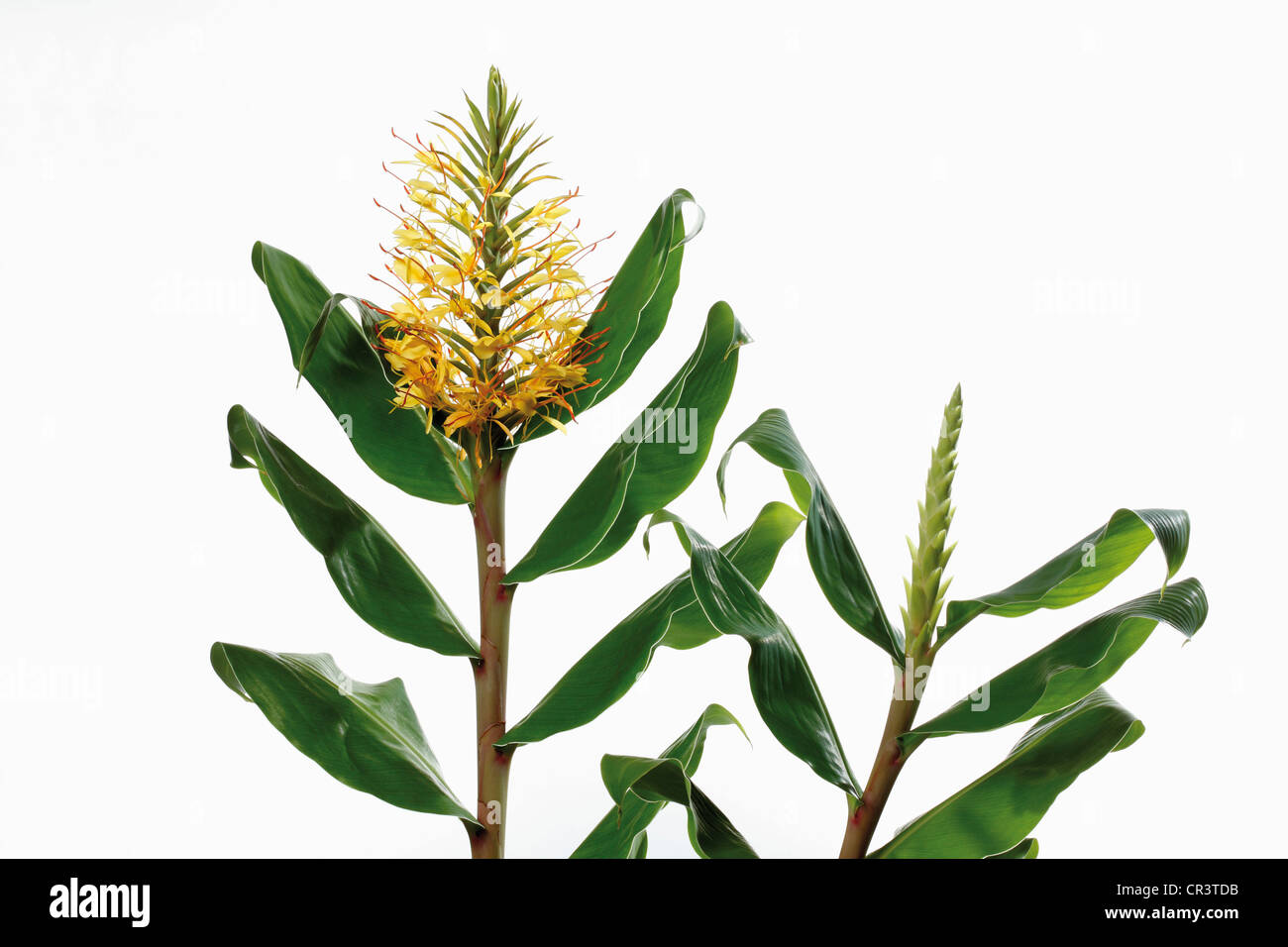 Blossoming Kahili Ginger or Ginger Lily (Hedychium gardnerianum), medicinal plant Stock Photo