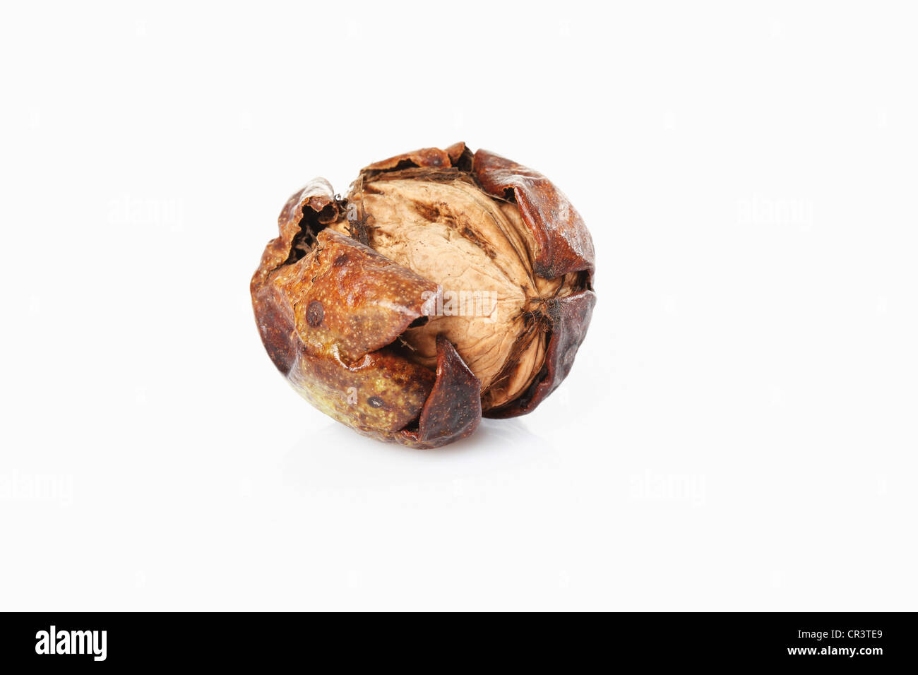 Persian walnut, English walnut (Juglans regia), walnut fruit with shell Stock Photo