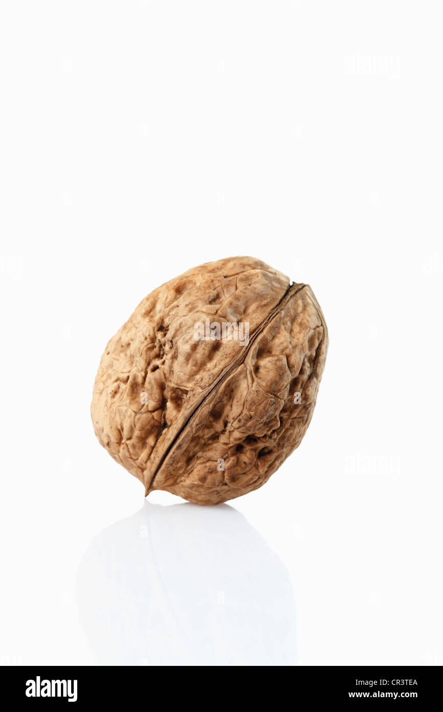 Persian walnut, English walnut (Juglans regia), walnut fruit Stock Photo